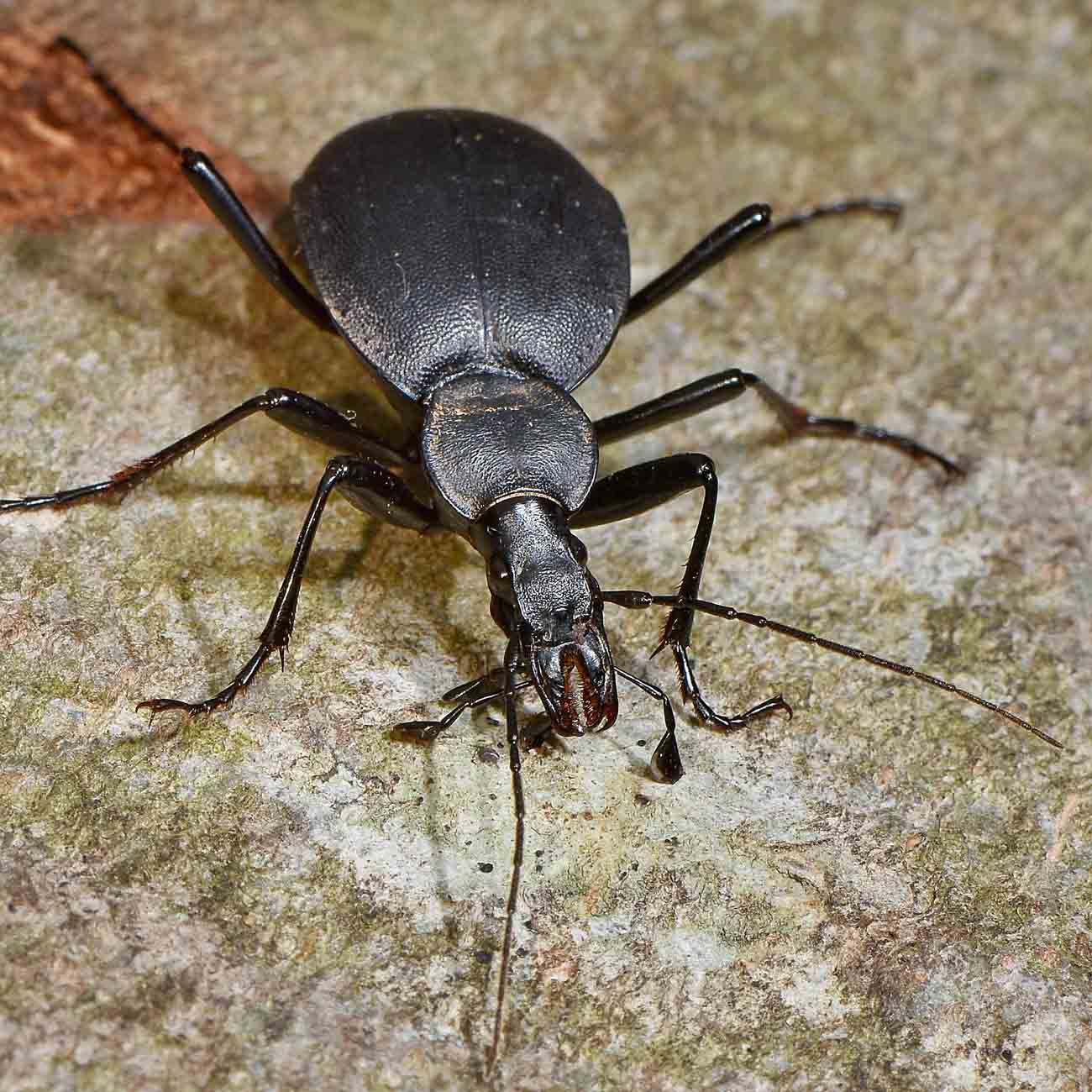 Carabidae: Cychrus italicus? S !